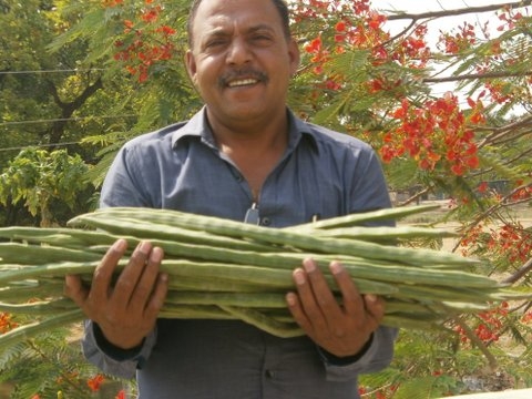 moringa pods, Strong Harvest, India