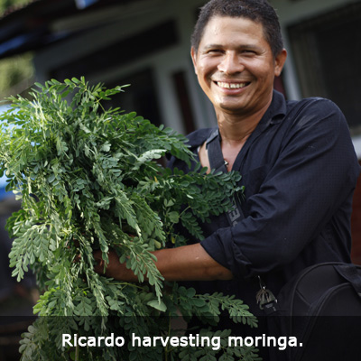 1-Nica-Ricardo-harvesting